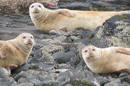 stephs-seals-isle-of-skye